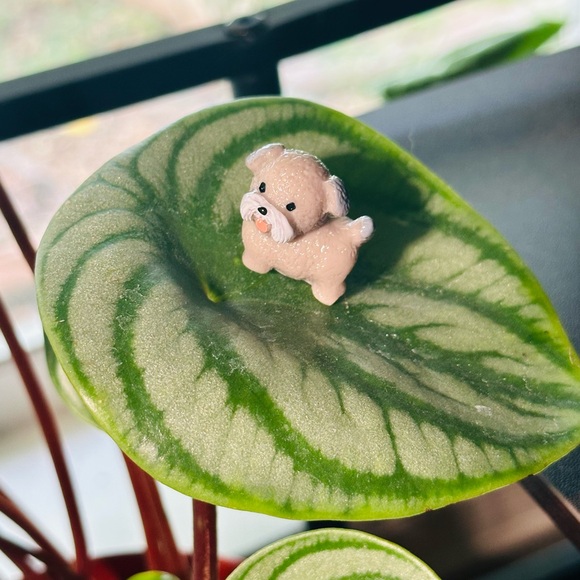 🍃50 Pack of PetalPals Plant Magnets!🍃 - Picture 9 of 12